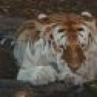 tigrrr12