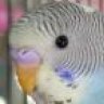 aedcy